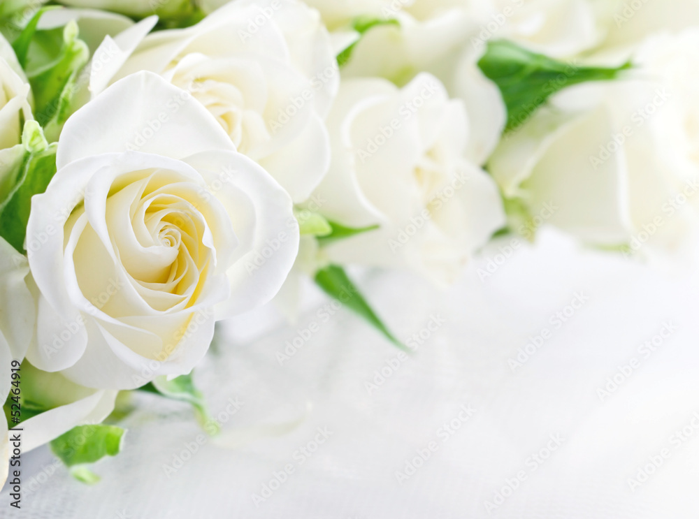 Closeup of white roses - obrazy, fototapety, plakaty 