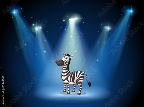 A zebra at the stage with spotlights