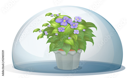 A dome with a pot with plant