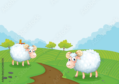 Two sheeps in the farm