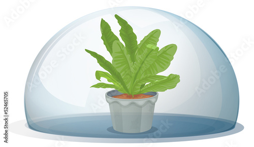A plant inside the circular glass