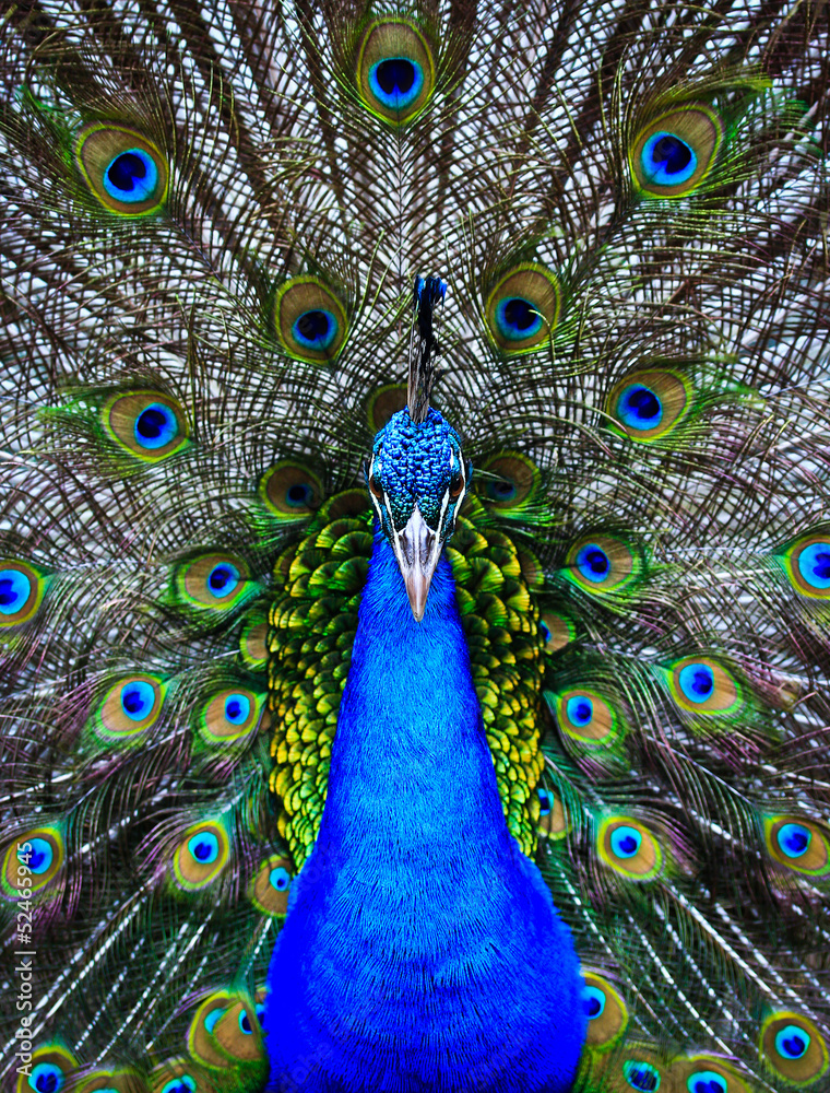 Fototapeta premium Showing male peacock