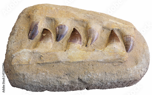 Obraz na plátně Fossil teeth mosasaur