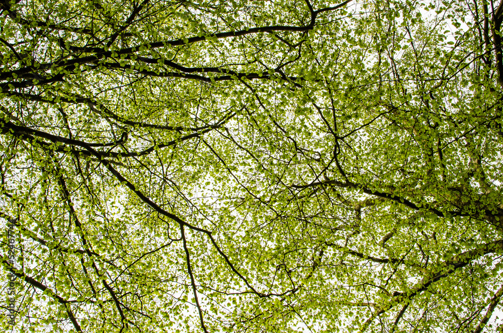 Beech foliage Beech foliage