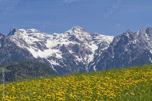 Blick auf  eine blühende Löwenzahnwiese mit  Loferer Steinbergen photo