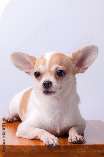 Chihuahua dog © worac