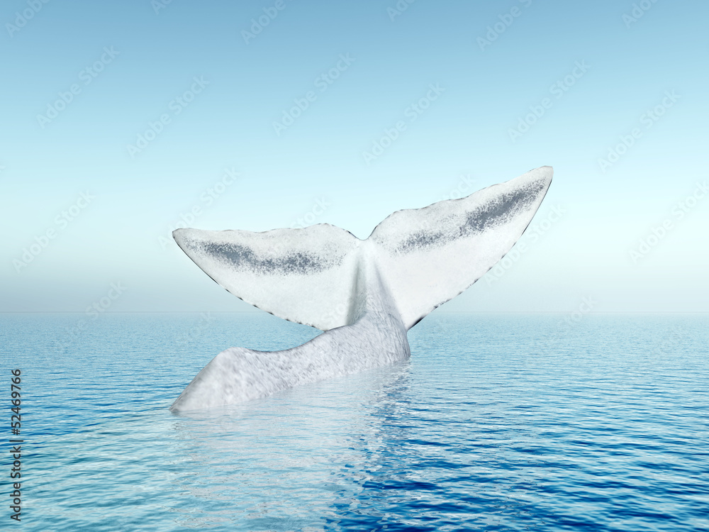 Fototapeta premium Weißer Wal