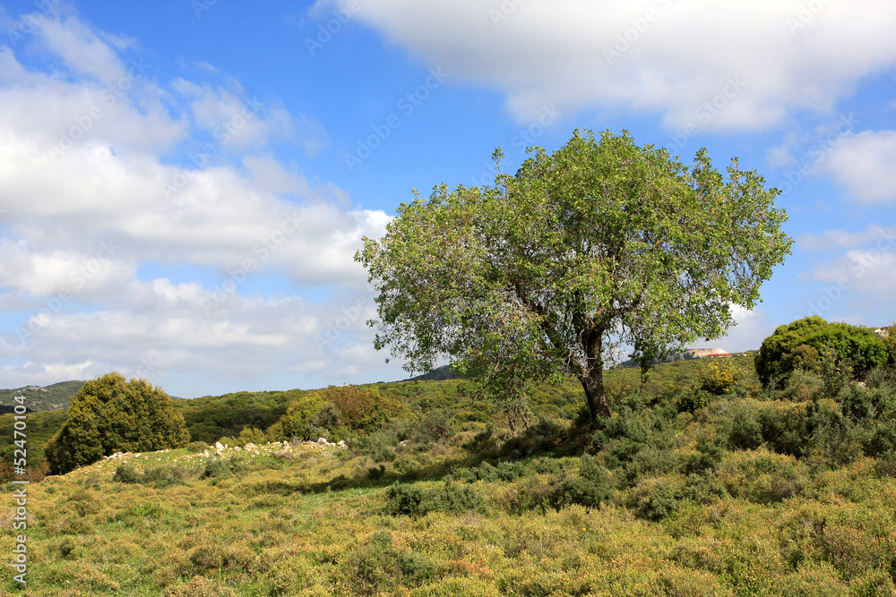 Israel landscape