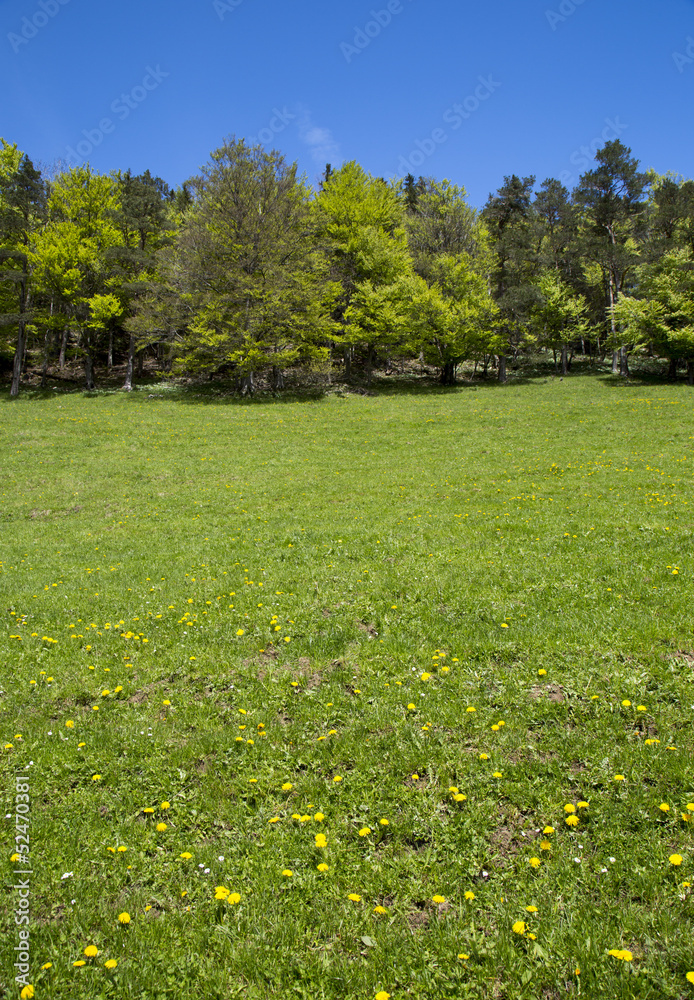 Swiss meadow landscape