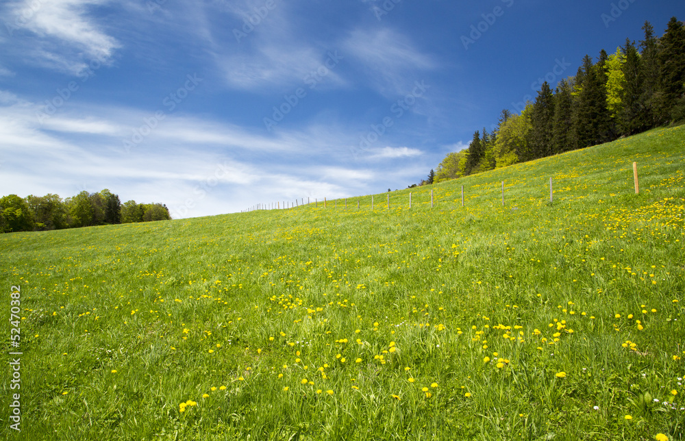 Swiss meadow landscape