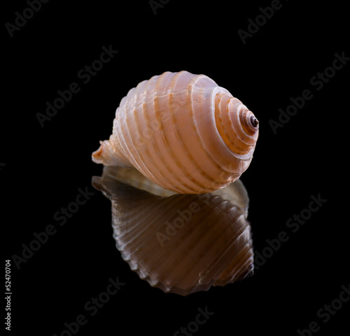 Sea shell with reflection © vbaleha