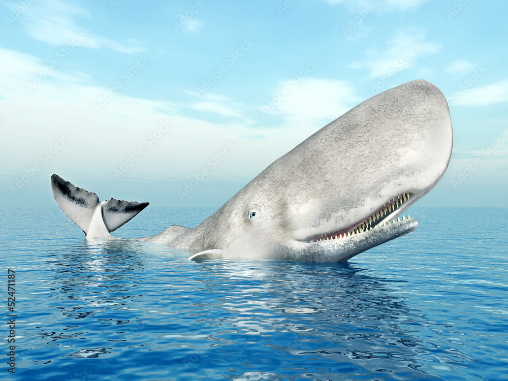 Naklejka premium Ein Pottwal