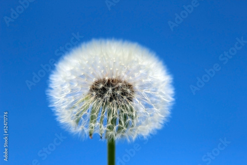 Dandelion on a blue background