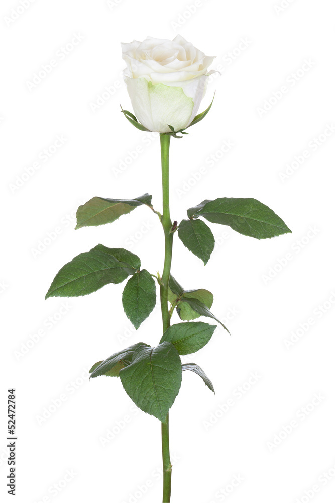 Obraz premium Single white rose.