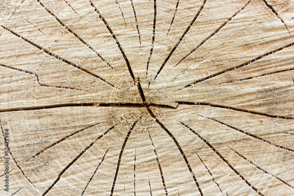 Fototapeta premium Tree stump background