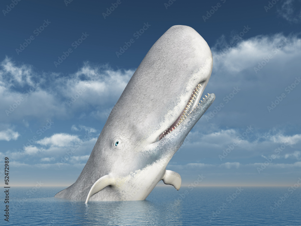 Obraz premium White Whale