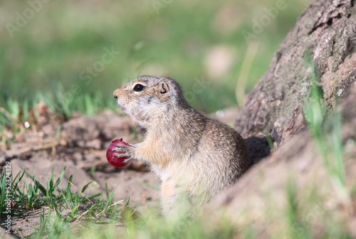 Gopher eats grape