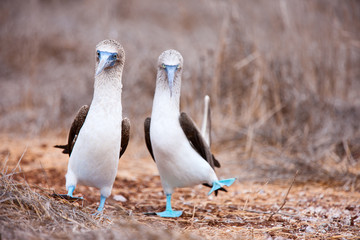 Fototapete Südamerika Blaufußtölpel beim Balztanz Galapagos  © TravelPhotoBloggers