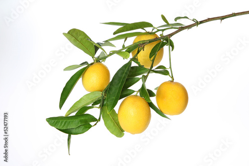 Branch of juicy lemons  with leaves isolated on white background