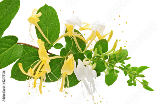 Fototapeta Naklejka Na Ścianę i Meble -  Flowering white-yellow Honeysuckle(Woodbine).Isolated