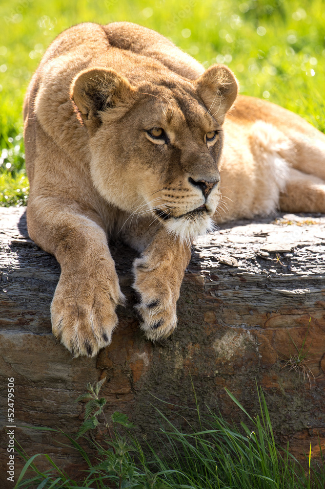 Fototapeta premium Lioness