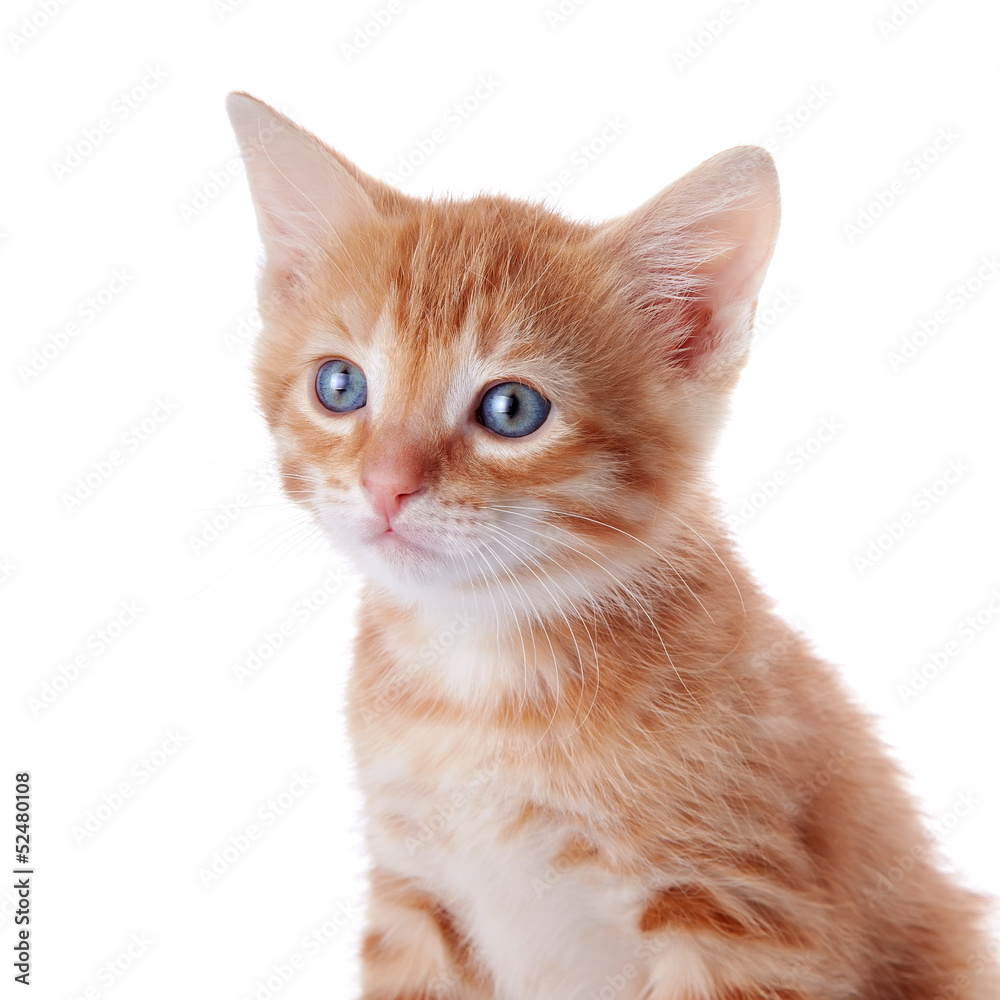 Portrait of a red striped kitten. Portrait of a red striped kitten.