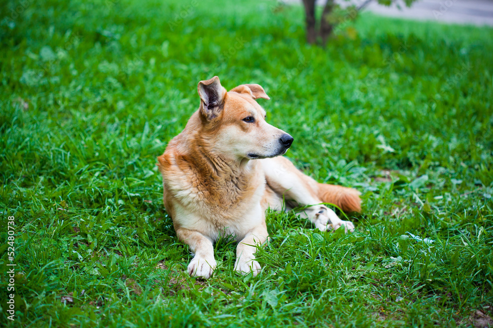 A stray dog lying on the grass
