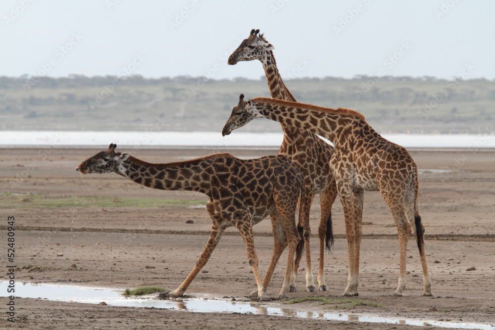 Obraz premium Three giraffes drinking water