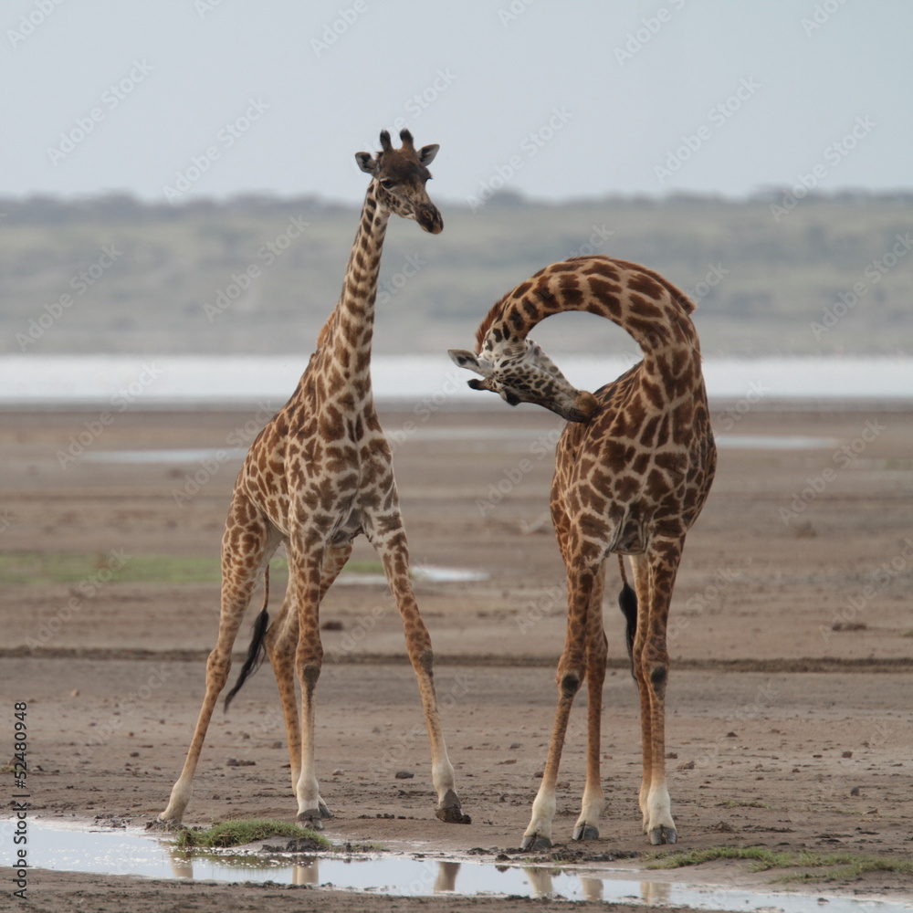 Fototapeta premium Two giraffes one with neck bent