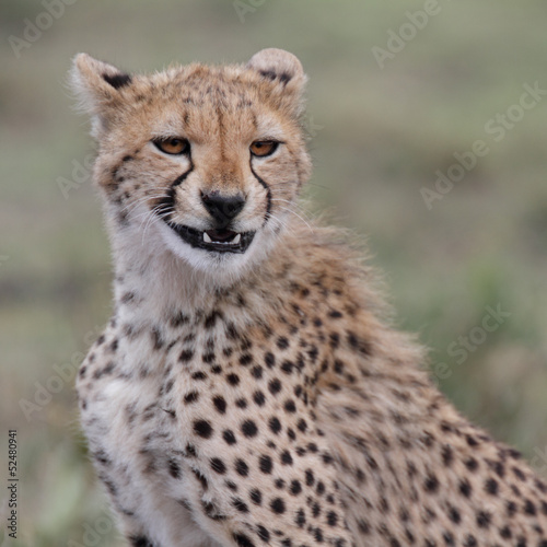 Young cheetah showing teeth
