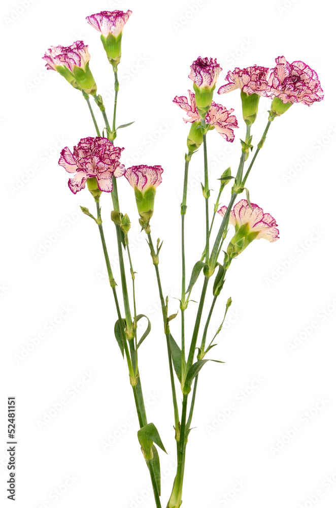 Branches of purple carnation flower Branches of purple carnation flower
