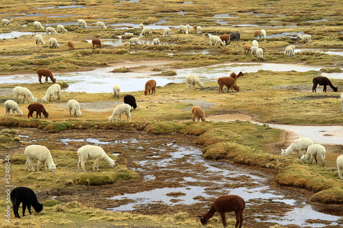 Group of llamas in high Andean altiplano