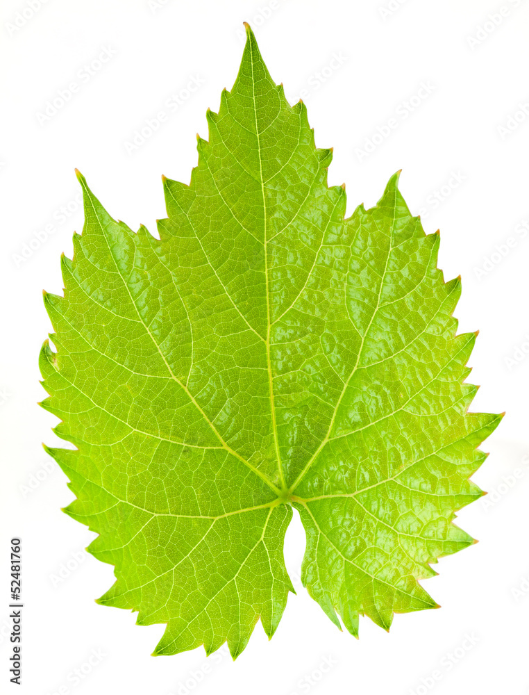 Grape leaf Grape leaf
