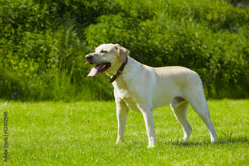 Dog on meadow