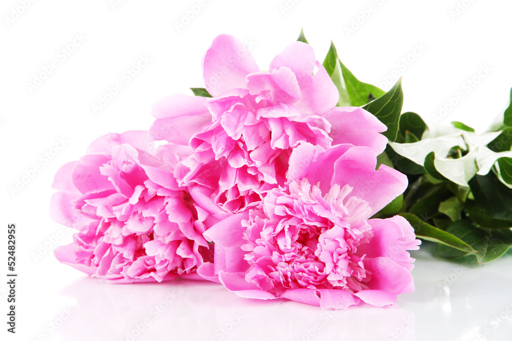 Beautiful peonies isolated on white Beautiful peonies isolated on white