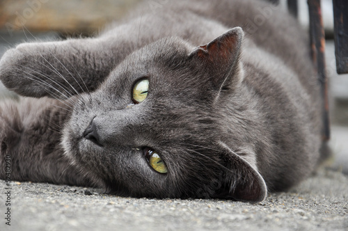 Gatto certosino