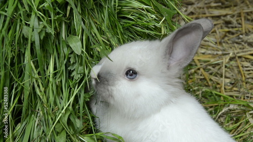 baby rabbit with blue eyes looking astounded