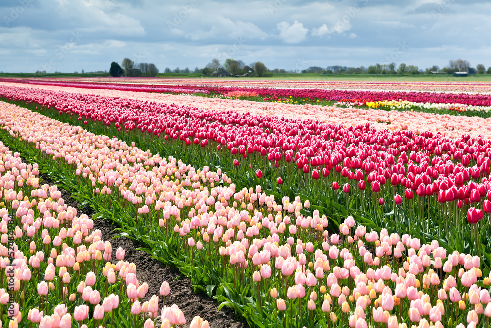 field with colorful tulips in spring