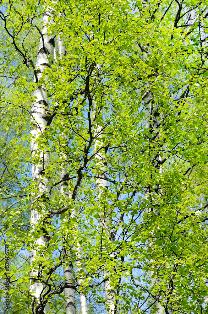 Fototapeta premium The branches of birch trees