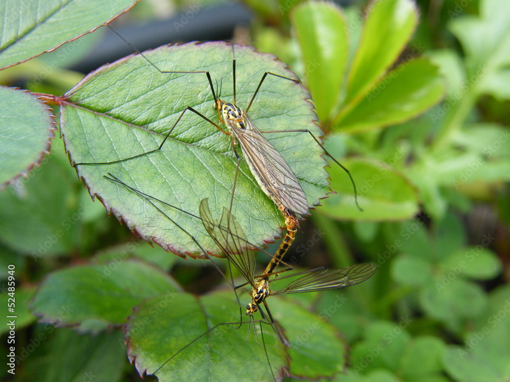 mosquitos mosquitos