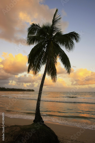 Leaning palm tree at Las Terrenas beach at sunset, Samana penins photo