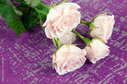 Beautiful creamy roses close-up, on color background