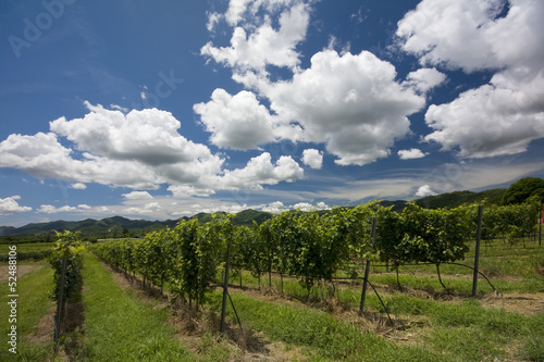 Clouds over vineyard © Kevin Hellon