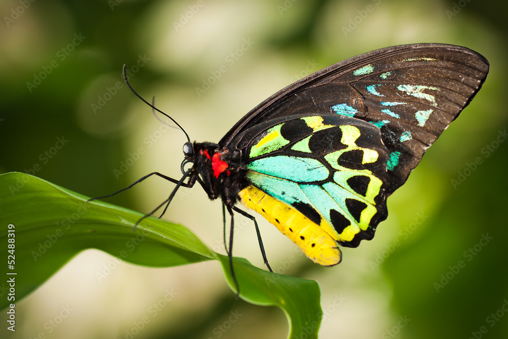 Naklejka premium Birdwing butterfly