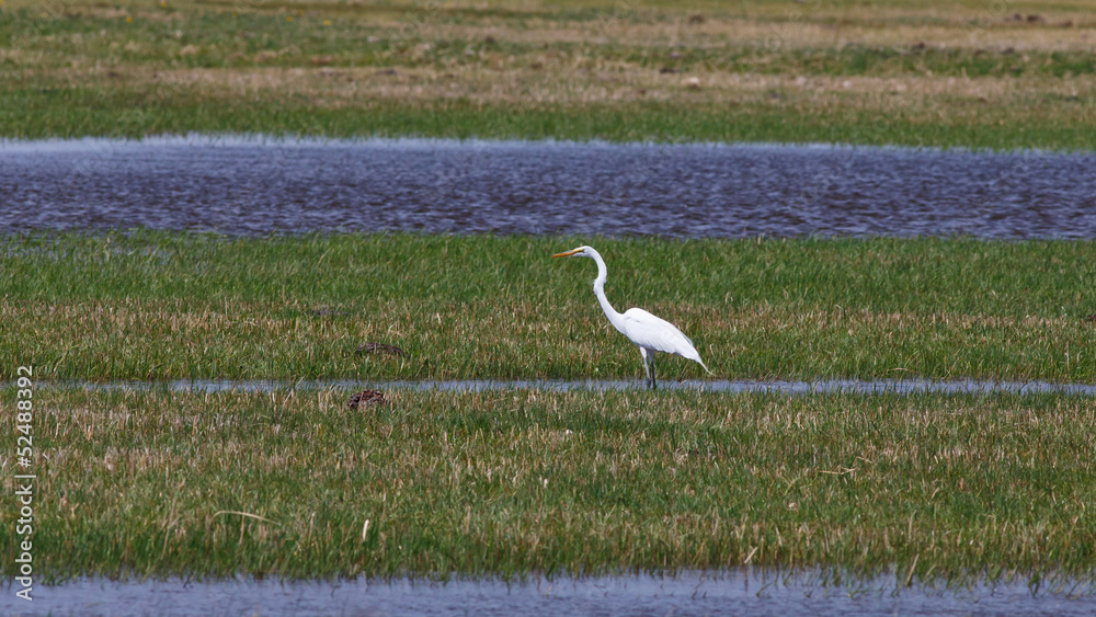 Obraz premium Egret in the grasslands