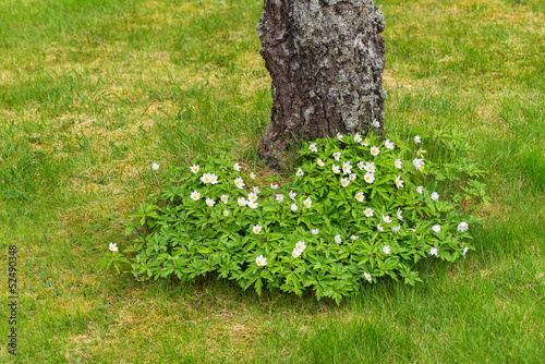 Wood anemone flowering at a...