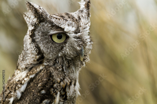 Western Screech Owl photo