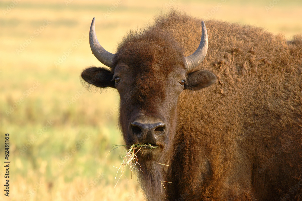 Portrait of American Bison or buffalo eating hay Portrait of American Bison or buffalo eating hay