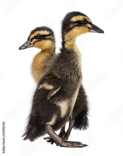ducklings ( indian runner duck) isolated on a white background