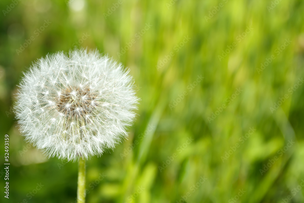 close up of Dandelion on background green grass close up of Dandelion on background green grass